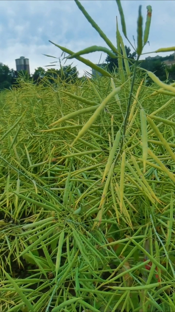 菜籽黄了，算黄算割也叫了！#丰收在望# #AI温情短片#