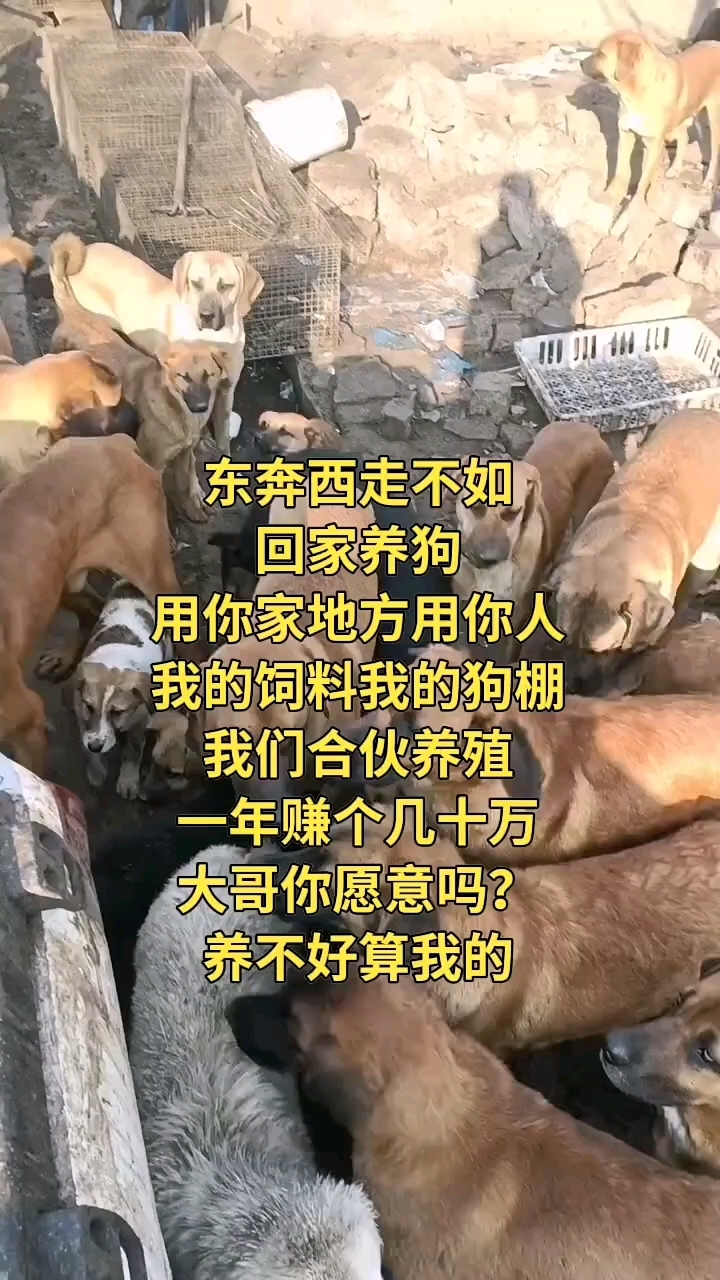#肉狗苗#肉狗价格#肉狗养殖#农村养殖#农村创业#农村养殖什