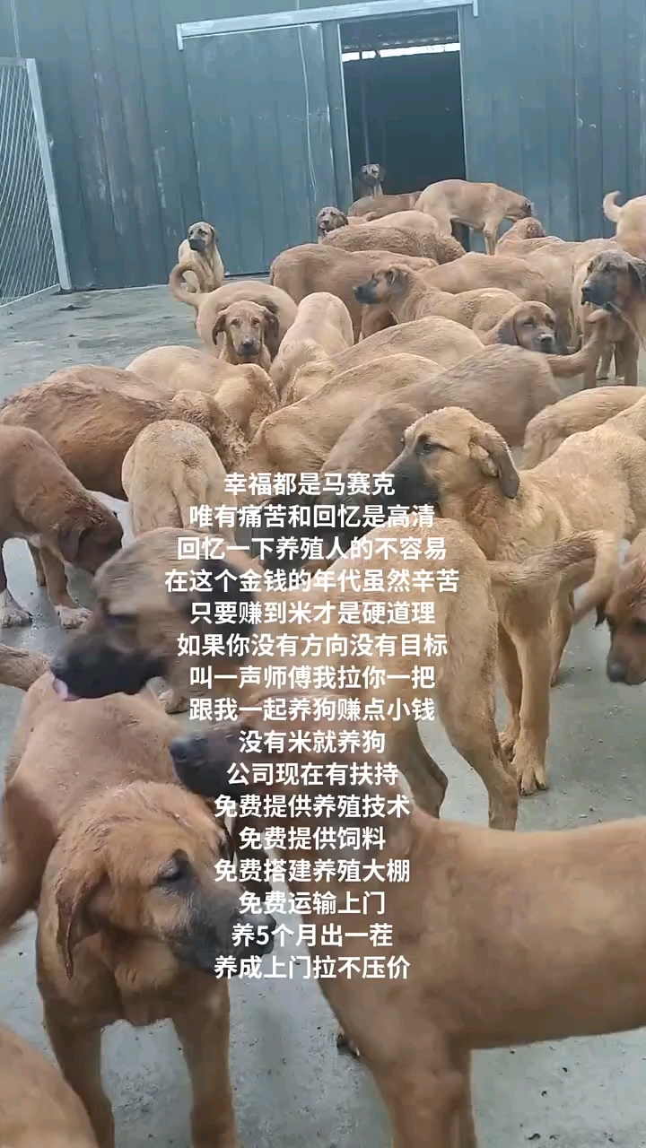 肉狗养殖场
