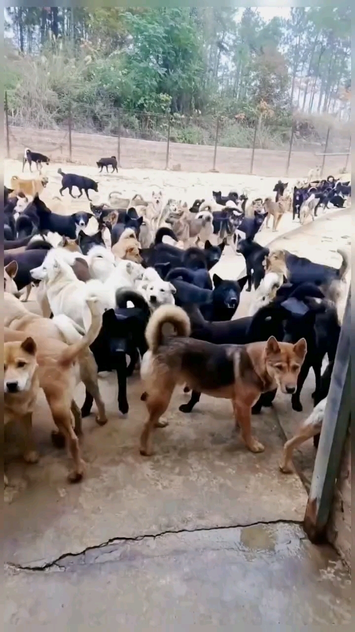 改良肉狗苗合作养殖