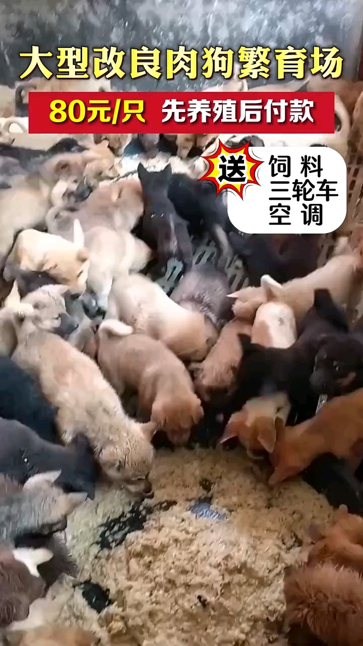 肉狗养殖