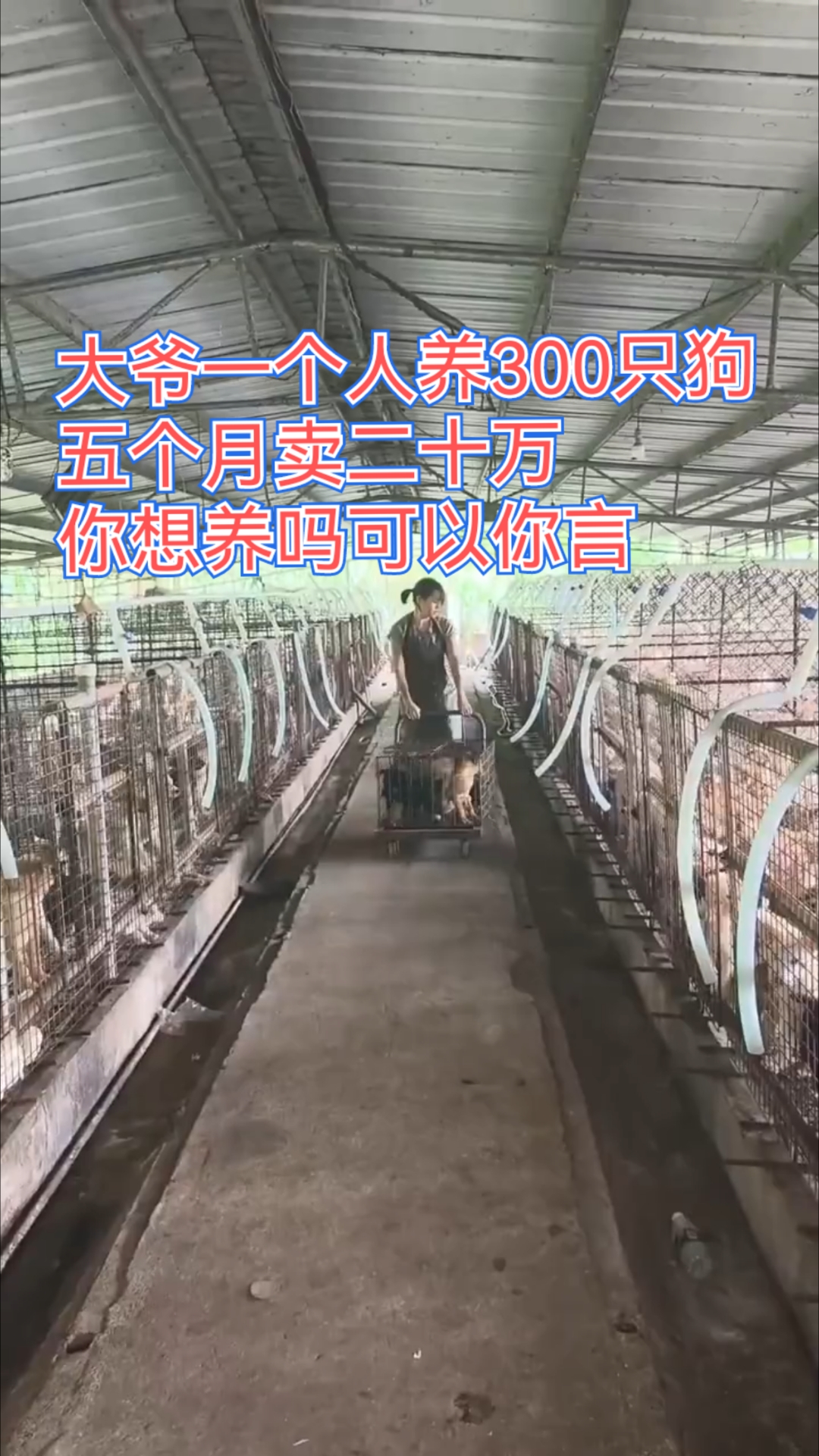 肉狗利润多少钱一只