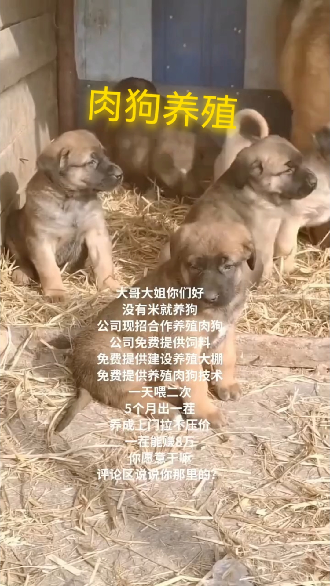 哪里有卖肉狗苗的