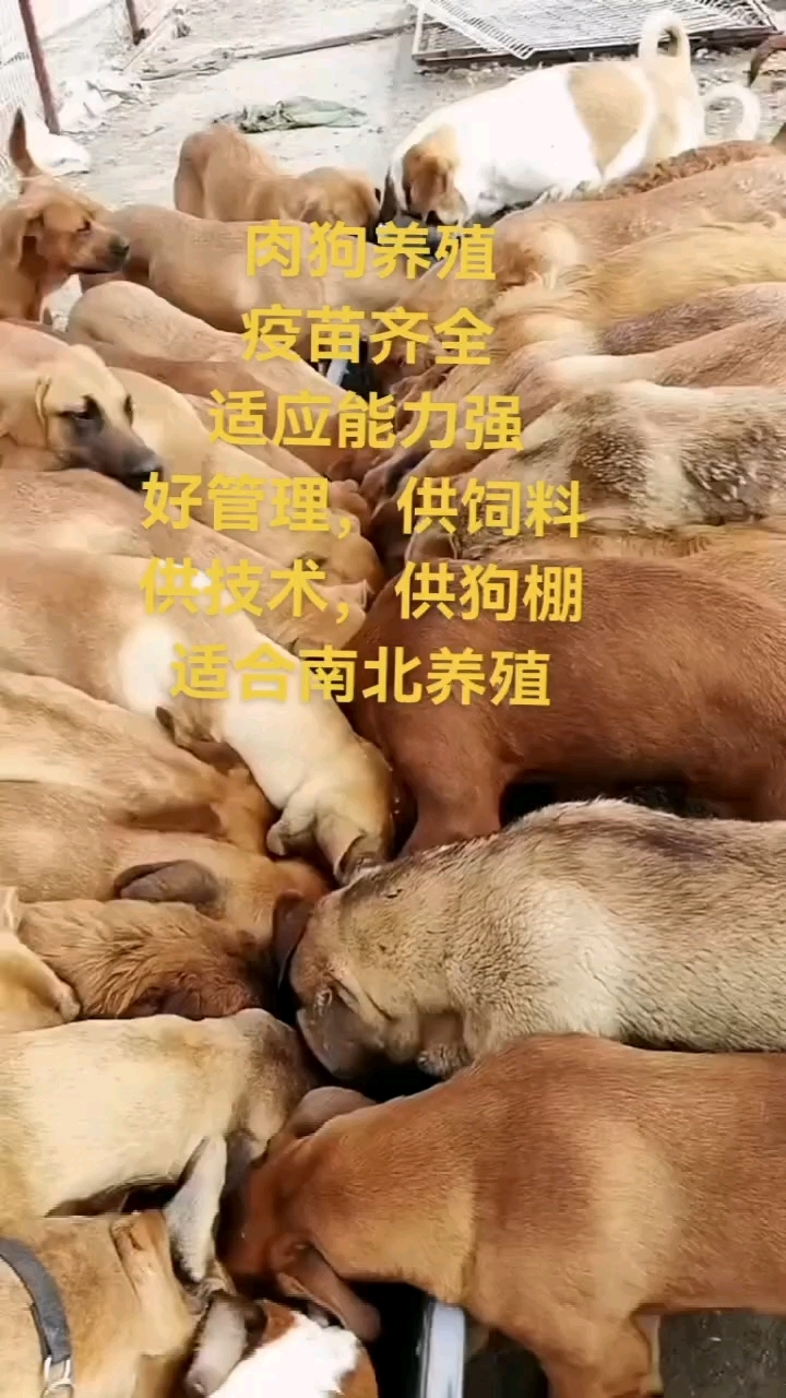 肉狗苗多少钱