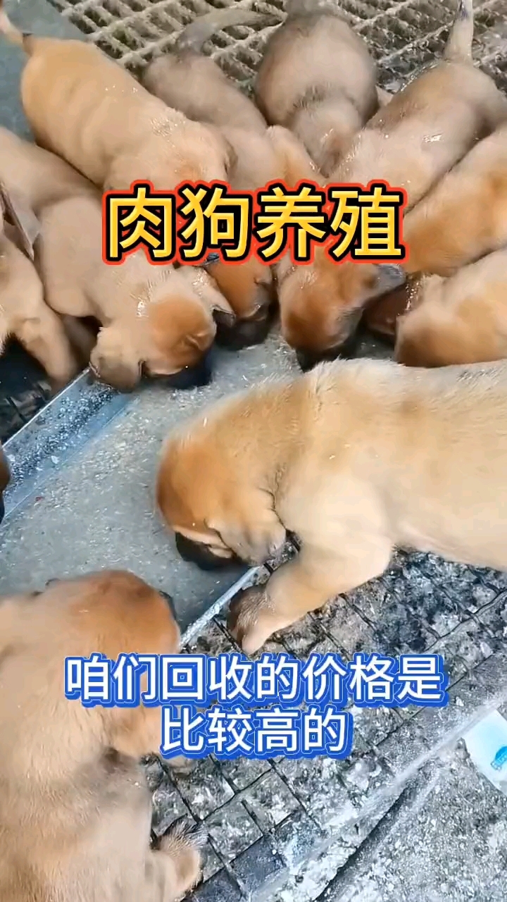 肉狗养殖