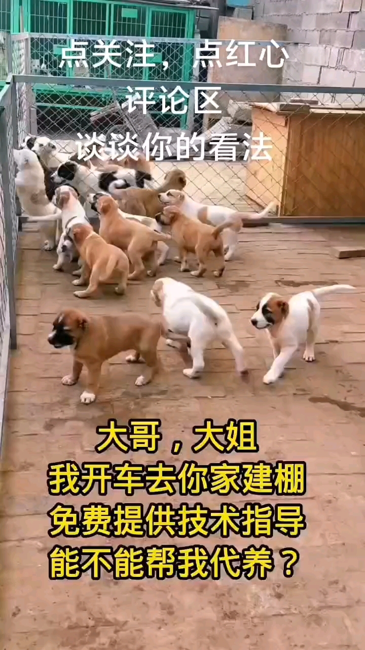 肉狗苗多少钱一只