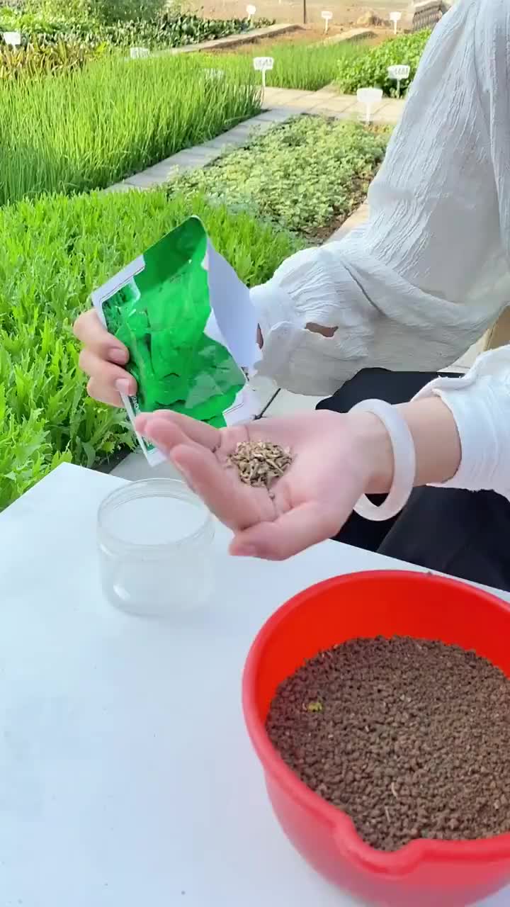 菠菜想要收成好,浸种催芽很重要!