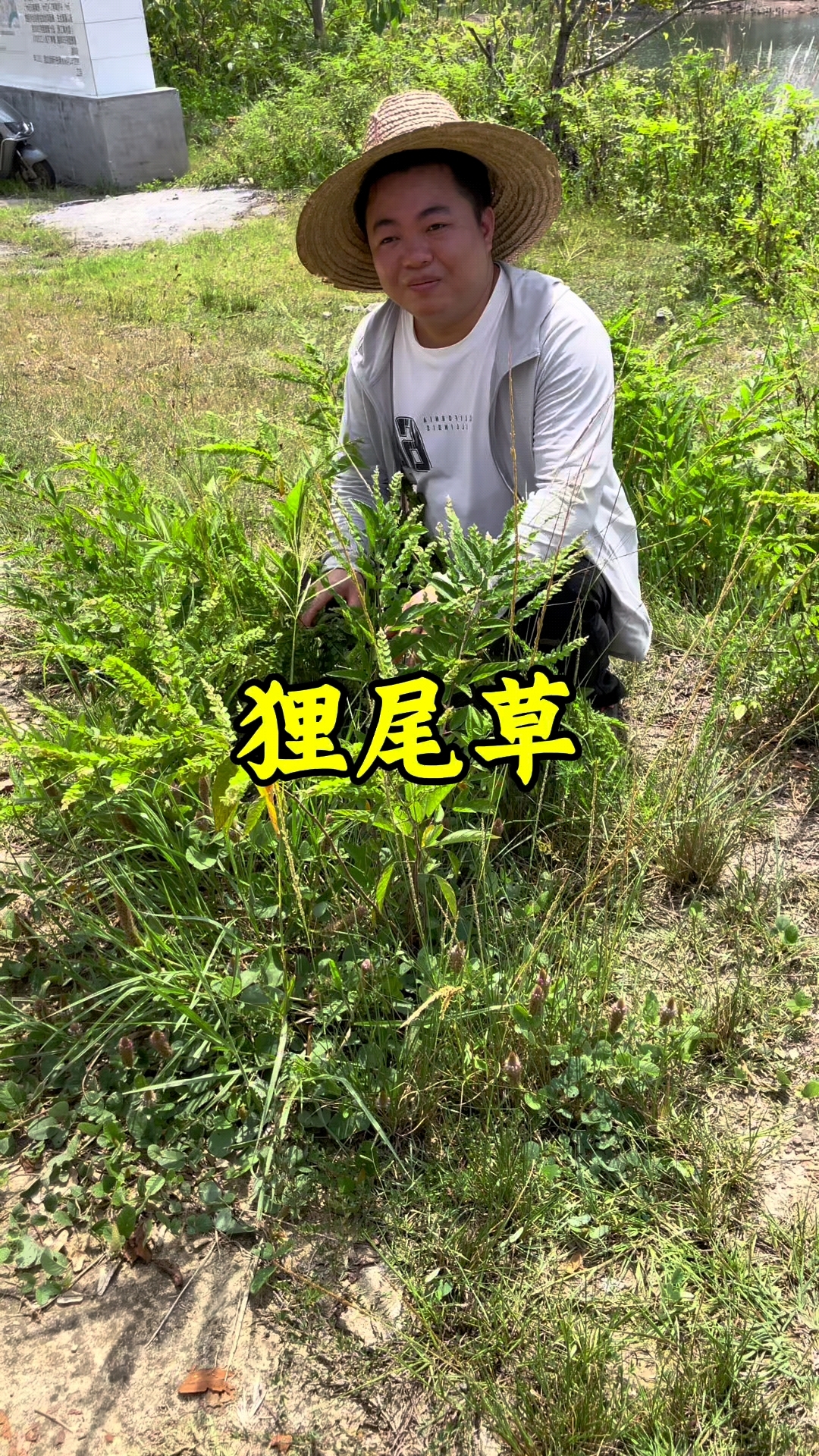 平常多煲点水喝喝这个鸡尾草,对身体有很有帮助