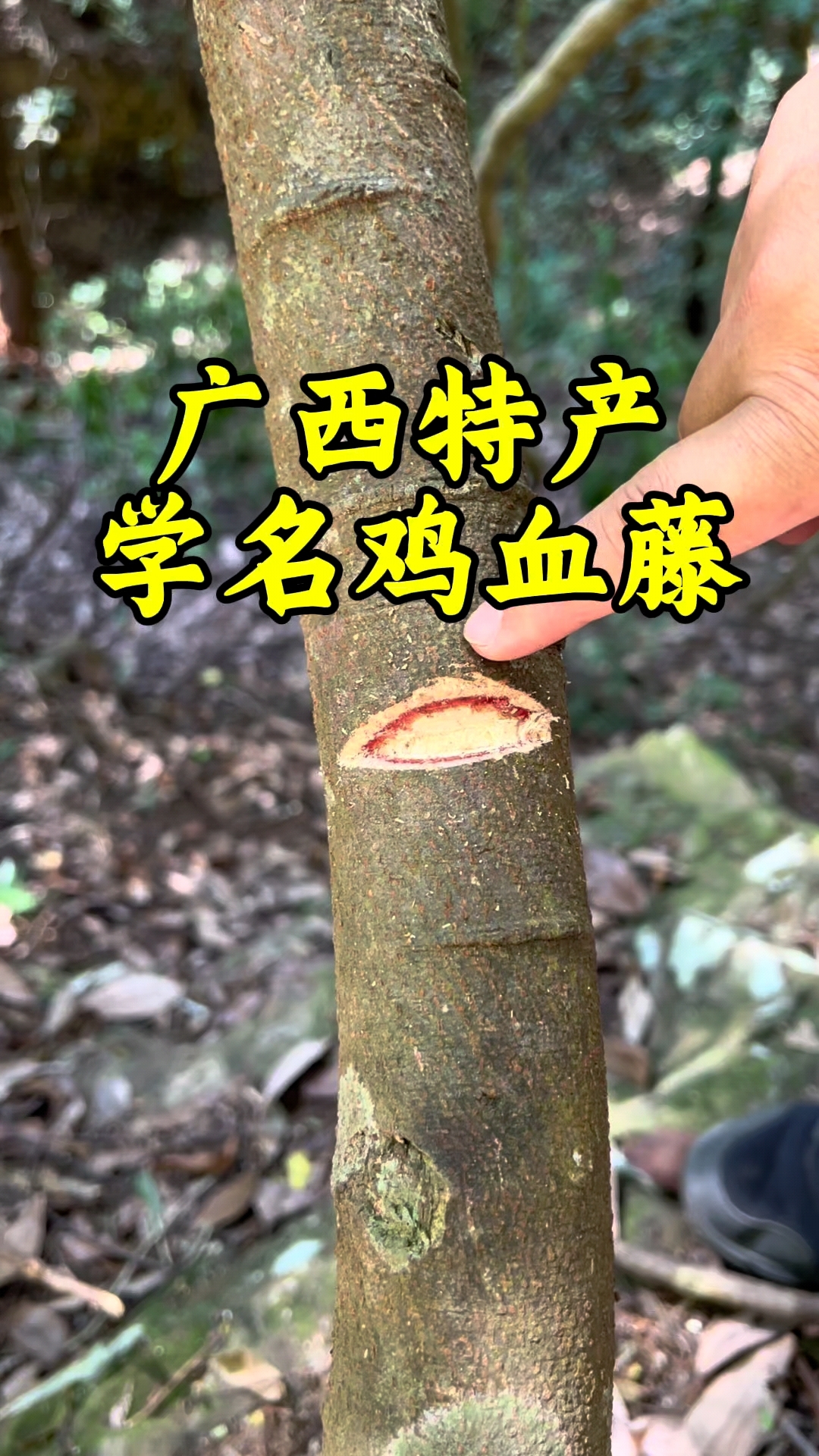 广西土特产,五叶鸡血藤,有谁知道它的用处#农村生活#乡村生活
