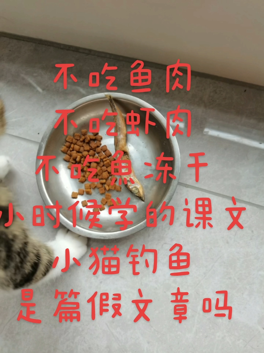 维纳斯·狸宝(不再流浪)