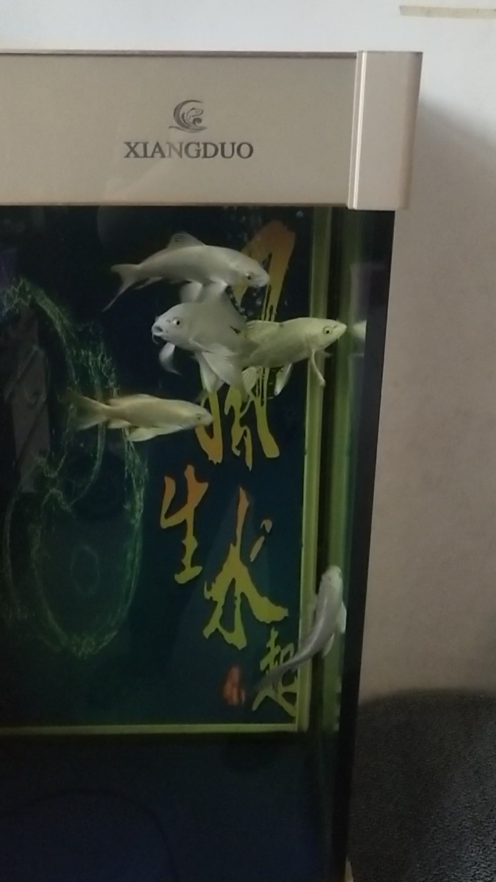 买到家一个月的锦鲤能长多大