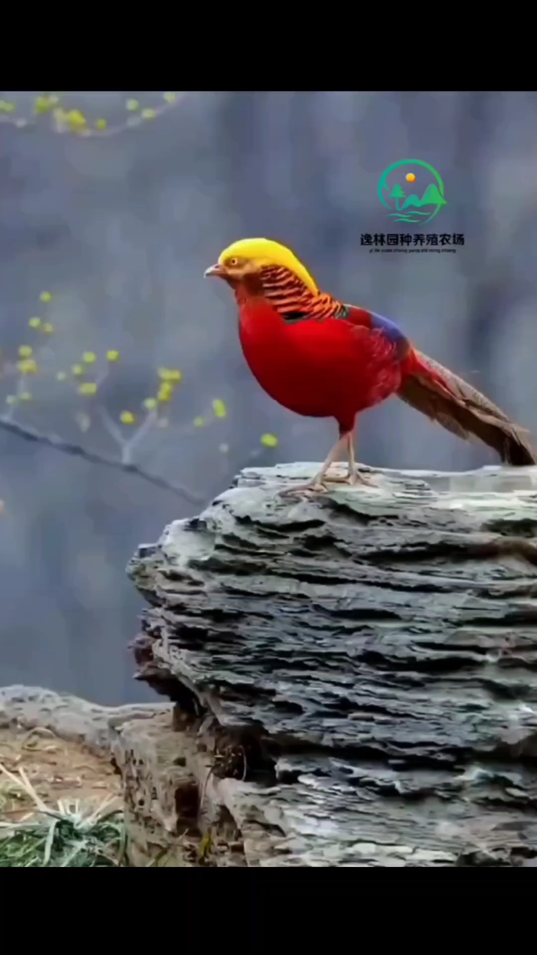 逸林园种养殖农场开展红腹锦鸡养殖,不仅有助于保护这一珍稀物种