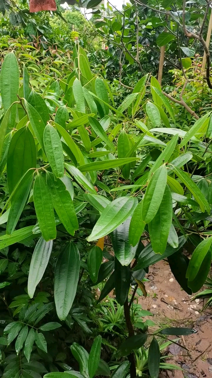 肉桂嫁接苗,长不大且小小棵就结果了的肉桂嫁接苗,可盆栽!