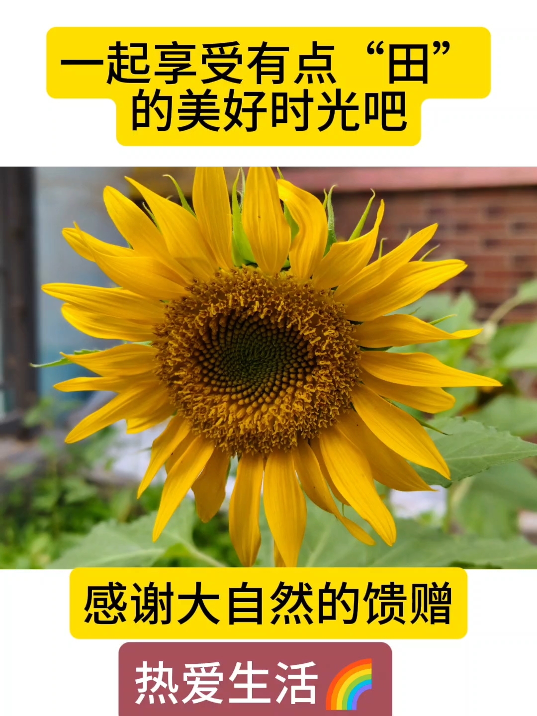 #生态园#纯天然无公害蔬菜#幼儿园小菜园#幼儿园#绿色食品