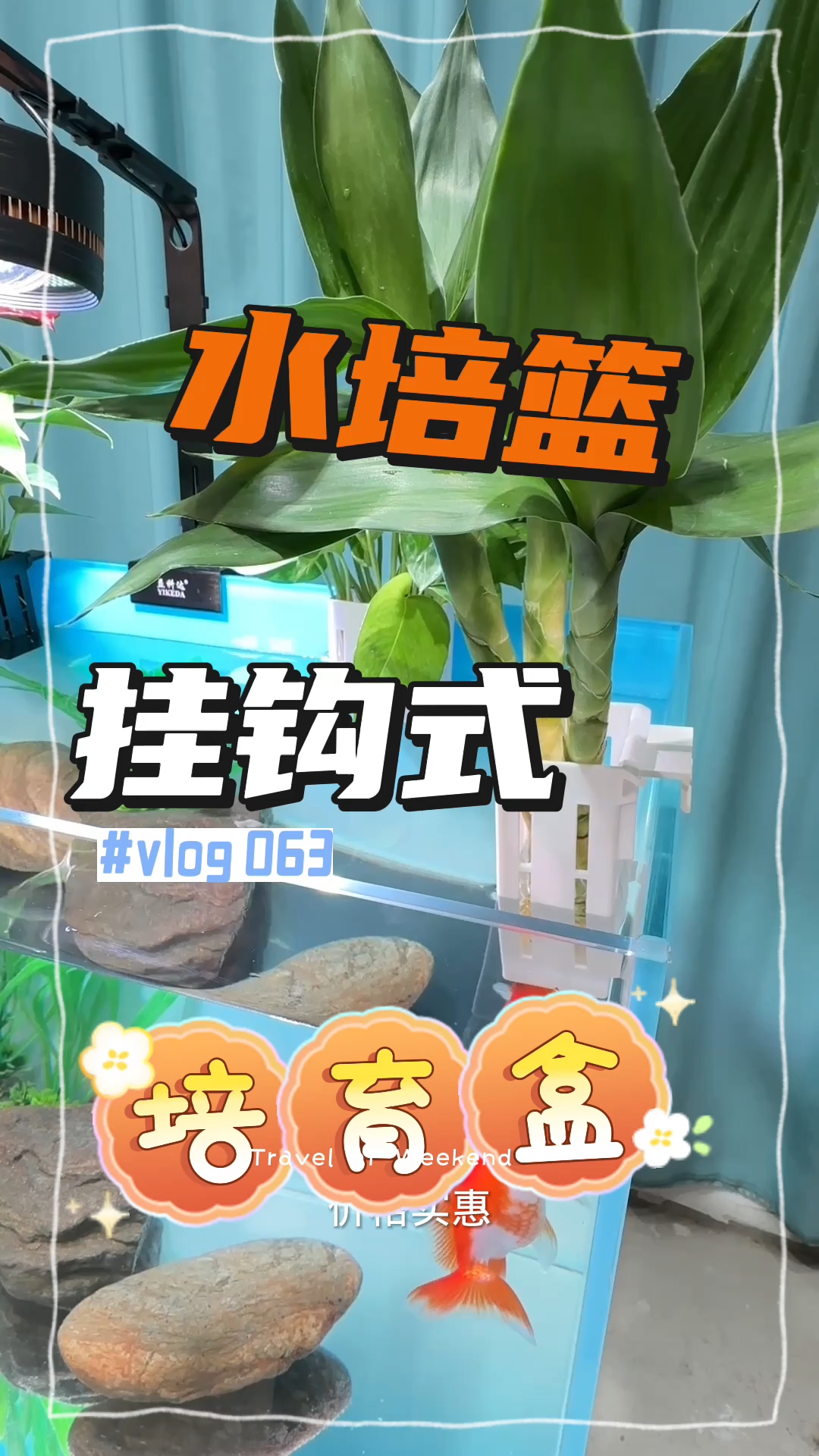 鱼缸固定神器水草水培种植固定器壁挂式植物定植造景装饰绿萝 