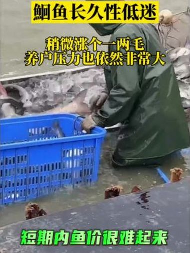 今年鮰鱼价格长时间低迷,有的养殖户前年放的苗养到现在还没卖,这样的情况亏得裤衩都没了。水产