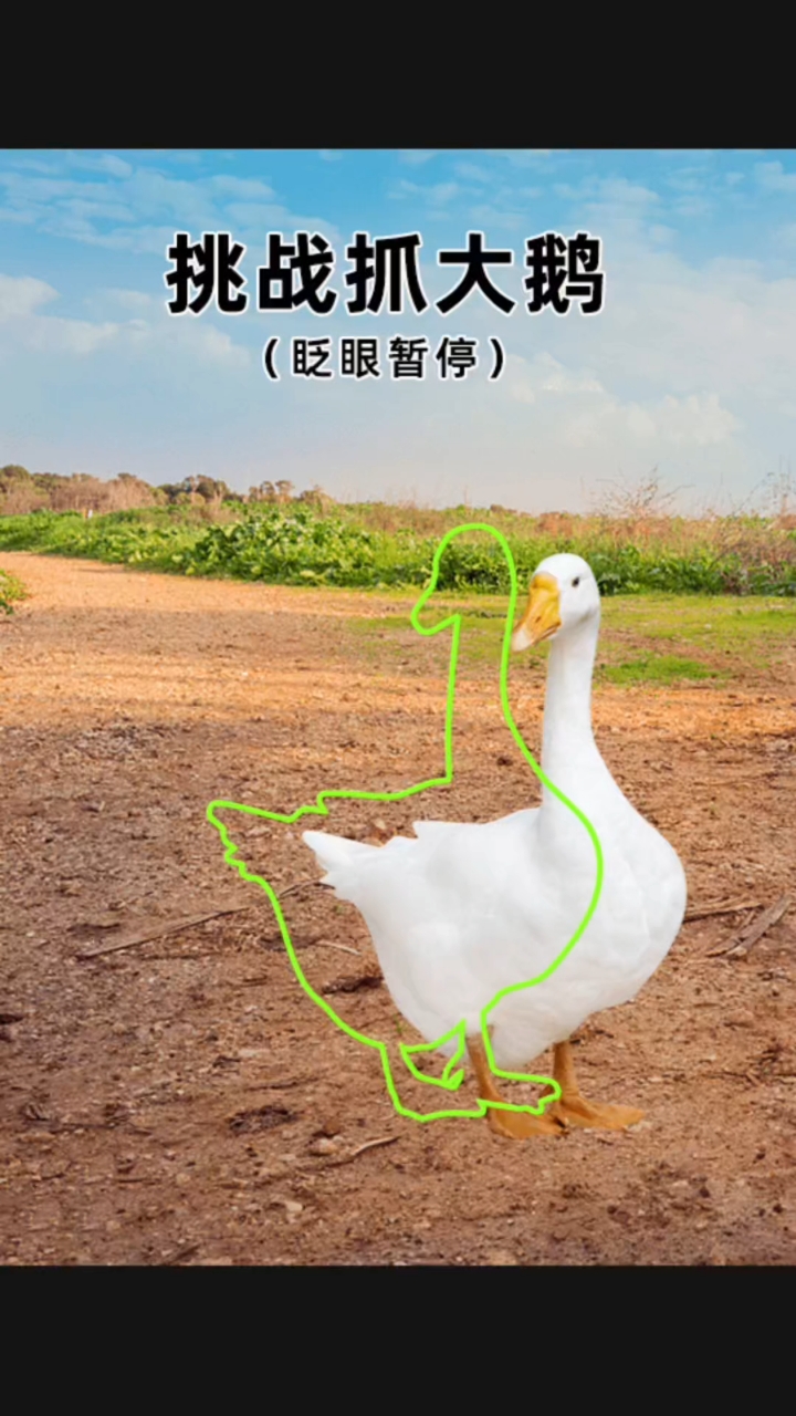 挑战抓大鹅,你可以吗?