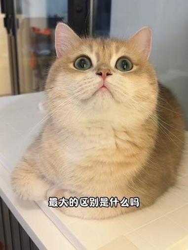 猫：知道你和瘦子最大的区别是什么吗？#糟糕这只小猫咪谁顶得住啊 #怼脸猫咪表情包 #萌宠独