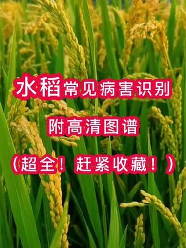 水稻常见病虫害高清对照图 服务三农支持三农 农业种植 水稻病虫害 无限回购的宝藏单品