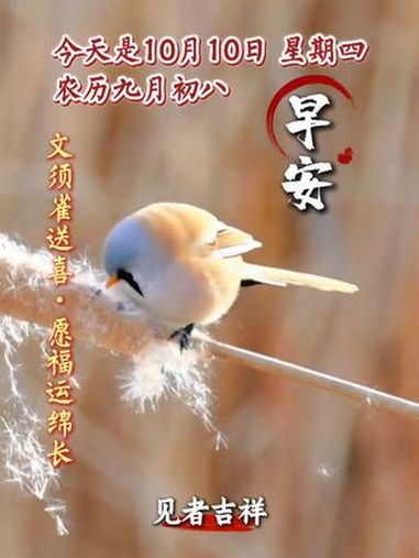 今天是10月10日,星期四,农历九月初八。早安,我的朋友。沐浴在秋日暖阳的文须雀向您问好,