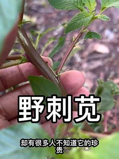 茎干上长满刺的野刺苋你见过吗?认识植物 野菜 刺苋根 植物