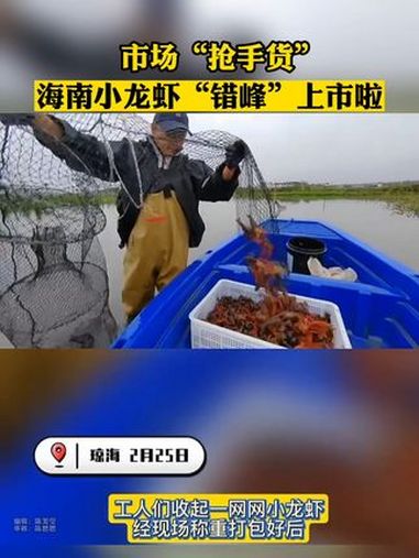 海南小龙虾“错峰”上市,成为市场“抢手货”!海南小龙虾(来源:海南日报)