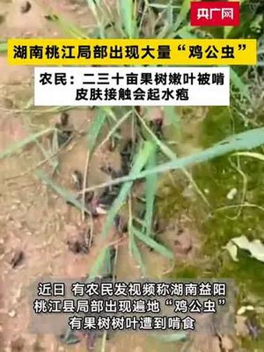 湖南桃江局部出现大量“鸡公虫”农民:二三十亩果树嫩叶被啃 皮肤接触会起水疱