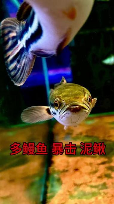 就这体型差距！韧性这么好的泥鳅！直接拿下！#多鳗鱼 #铅笔鱼 #小盾鳢