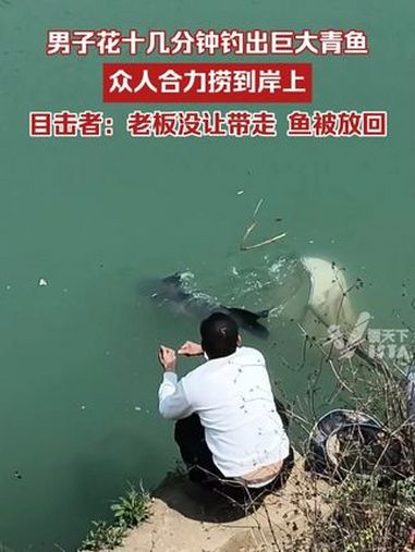 男子花十几分钟钓出巨大青鱼,众人合力捞到岸上,目击者:目测60斤左右,老板没让带走鱼被放回