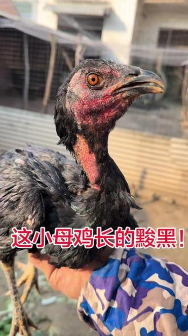 这小母鸡长的黢黑!原创视频 动物@dou+小助手 万能的抖音 上热搜 越南斗鸡