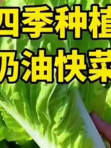 「2.99三包3.99五包」四季奶油快菜种子！快菜 奶油快菜 在家种菜
