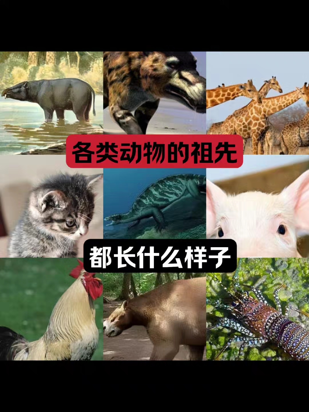各类动物的祖先,都长什么样子