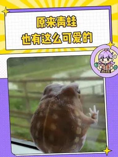 是一只会打哈欠的蛙蛙呀 馒头蛙 科普一下 可爱