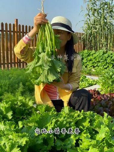 喜欢吃饺子的,推荐你种香叶芥菜 田园生活 在家种菜 蔬菜种子 饺子菜