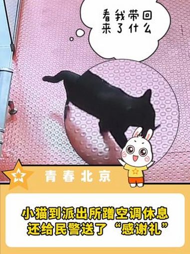 小猫到派出所蹭空调休息,还给民警送了“感谢礼”