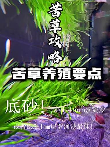 苦草养护攻略，记住这几点，轻松养爆缸！苦草种植 溪流缸 苦草怎么养