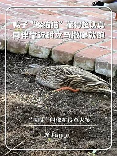 每日趣闻｜鸭子“躲猫猫”藏得超认真 同伴靠近时立马撒腿就跑 “嘎嘎”叫像在得意大笑。新华每