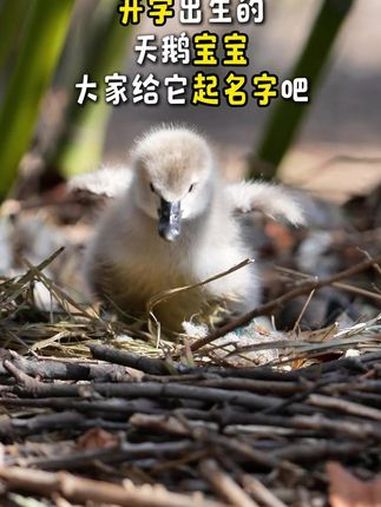 新学期,新气象。开学出生的天鹅宝宝,在线欢迎大家给它起名哦!请把你心仪的名字打在评论区吧~