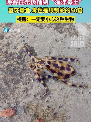 游客在东极捕到“海洋毒王”,蓝环章鱼,毒性是眼镜蛇的50倍。提醒:一定要小心这种生物