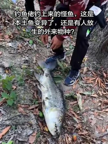 钓鱼佬钓上来的怪鱼,这是本土鱼变异了,还是有人放生的外来物种?#神奇动物在抖音 #万万没想