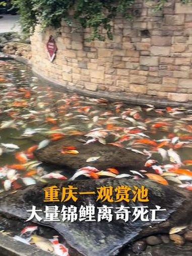 1月12日,重庆一观赏池大量锦鲤离奇死亡。目击者:警察正在现场调查,打捞出的死鱼装了超30