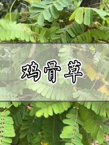 这种青草叫“鸡骨草”!青草 潮汕青草 溪黄草