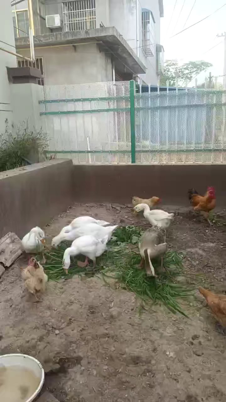 可爱满分，想宠坏我吗？#散养土鸡日常# 自家散养的大公鸡小母鸡大白鹅好可爱