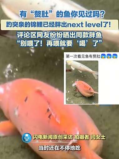 10月5日,山东济南,有“赘肚”的鱼你见过吗?趵突泉的锦鲤已经胖出next level了!