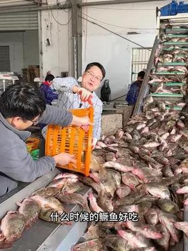 什么时候的鳜鱼更好吃?当然是春天啦,桃花流水鳜鱼肥