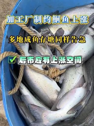 鮰鱼行情呈现明显的区域分化态势。加工端的疲软表现制约了鮰鱼价格的上涨空间。#水产养殖 #鮰