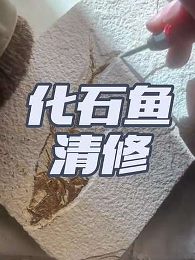 汽动笔清修化石鱼 化石 远古星球 古生物 鱼化石 化石清修