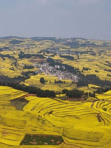 2025年3月14日实拍,这里是罗平免费又出片的梯田油菜花海,层层叠叠美的像一幅油画,花期