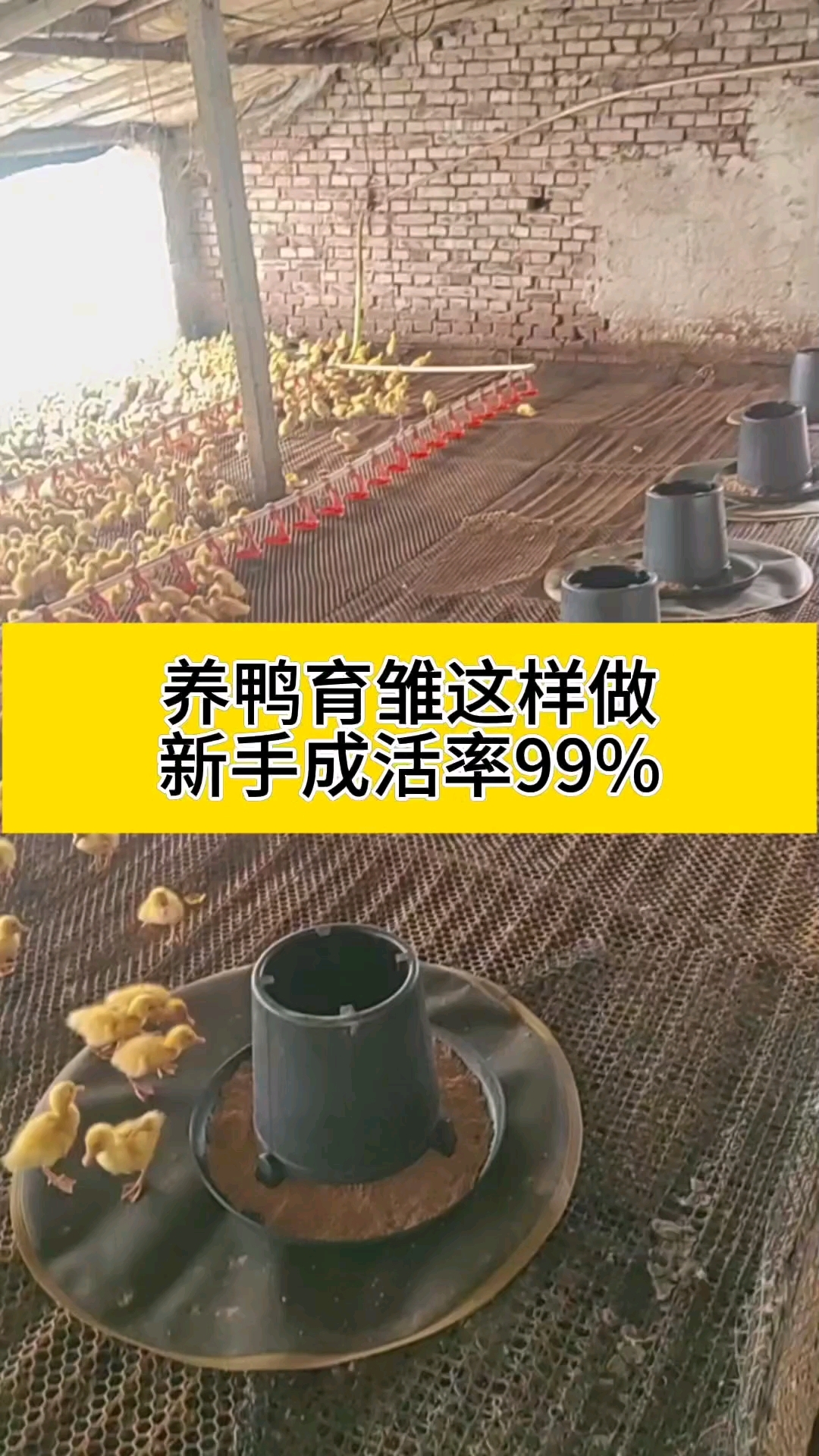 提供养鸭流程跟资料