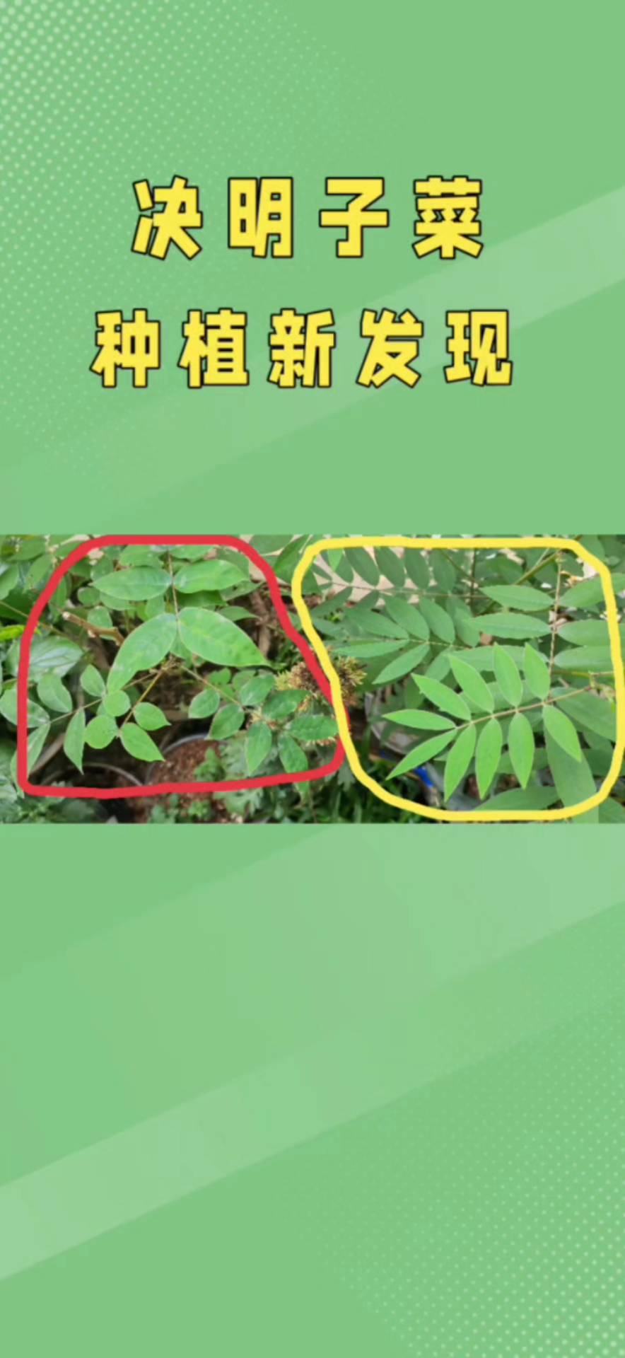 决明子菜种植新发现